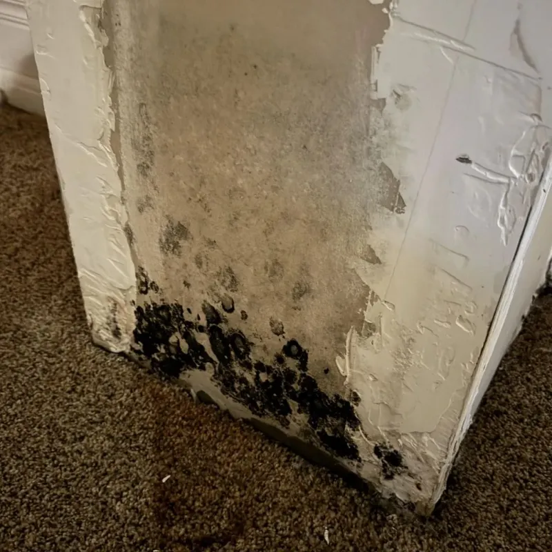 Professional Mold Removal in Childress, TX